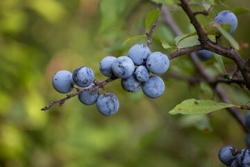 Bacche di prugnolo su un ramo con foglie verdi nel giardino