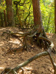 Herbstwald und T&auml;nnigsee im T&auml;nnig, einem Waldgebiet zwischen Grafenrheinfeld und Schwebheim, Landkreis Schweinfurt, Unterfranken, Franken, Bayern, Deutschland