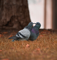 Pajaros en oto&ntilde;o