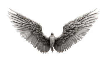 a high quality stock photograph of a single angel wings isolated on a white background