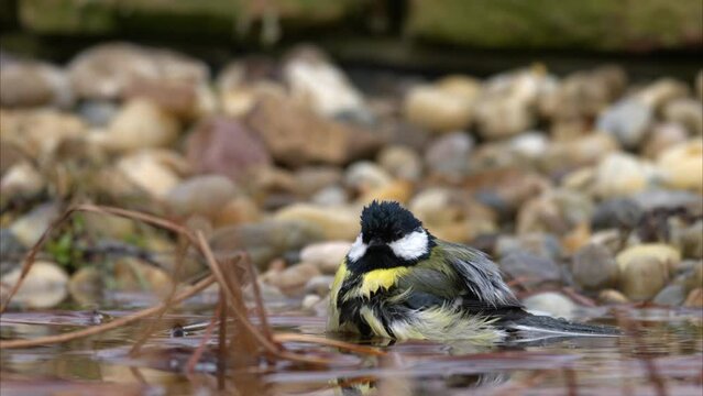 A Great Tit bathing in the water