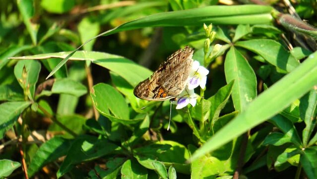 butterfly "Junonia orithya" family Nymphalidae