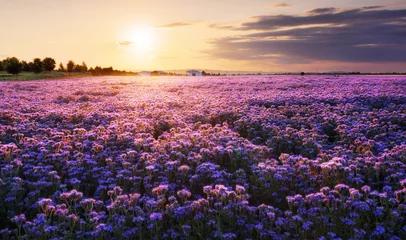 Poster Im Rahmen Beautiful panorama rural landscape with sunrise and blossoming meadow. purple flowers flowering on spring field, Phacelia © TTstudio