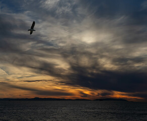 One Seagull Flying Through Dramatic Dark Sunset, Shot from End of Pier, Huntington Beach, California, USA, no people-square