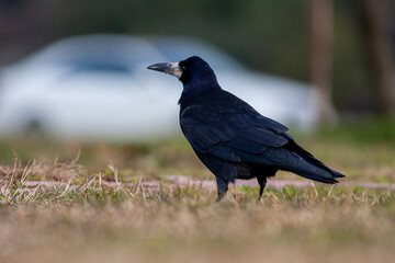 large black bird looking for food on the ground,Rook, Corvus frugilegus