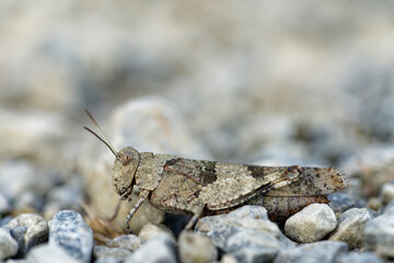 Blauflüglige Ödlandschrecke,  Oedipoda caerulescens