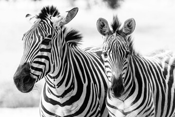 Fototapeta na wymiar Black and white shot of two zebras standing in a grassy savannah.