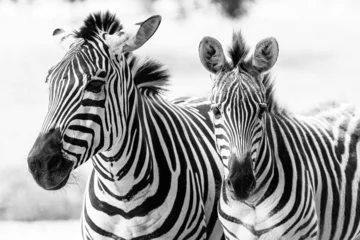 Fotobehang Black and white shot of two zebras standing in a grassy savannah. © Wirestock