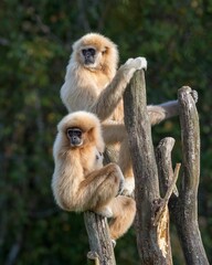 Fototapeta premium Two gibbons perched on a tree.
