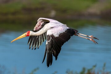 Yellow-billed stork in flight over a tranquil body of water.