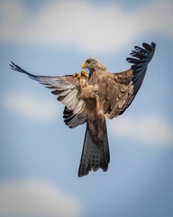 Obraz premium Yellow-billed kite in flight with a brilliant blue sky in the background.