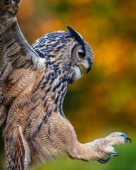 Closeup of the landing of a Eurasian eagle-owl. - obrazy, fototapety, plakaty