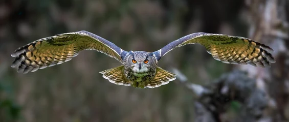 Schilderijen op glas Adorable owl flying gracefully in the sky over a lush green field with tall trees. © Wirestock
