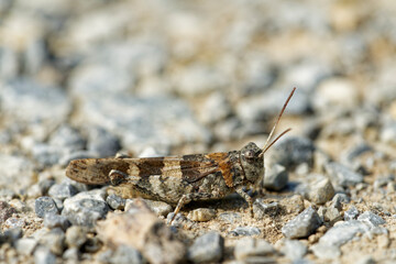 Blauflüglige Ödlandschrecke,  Oedipoda caerulescens
