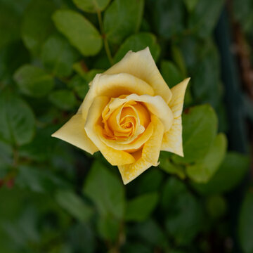 Image of a beautiful yellow rose flower