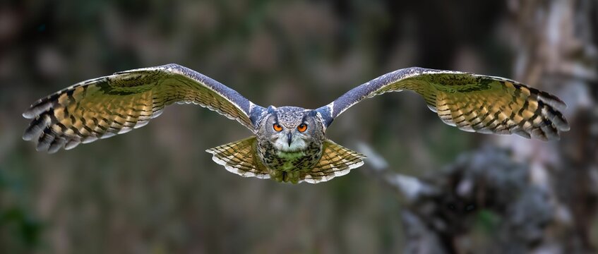 Adorable owl flying gracefully in the sky over a lush green field with tall trees.