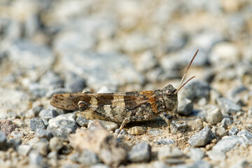Blauflüglige Ödlandschrecke,  Oedipoda caerulescens