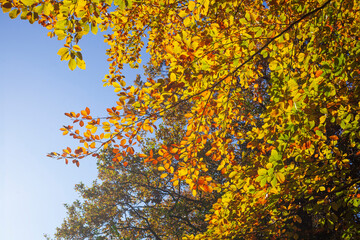 Fototapeta premium Bunt verfärbtes Herbstlaub an an einer Buche , Deutschland