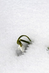 Obraz na płótnie Canvas Snowdrops close up in a garden