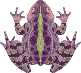  Toad top view, vector isolated animal. © ddraw