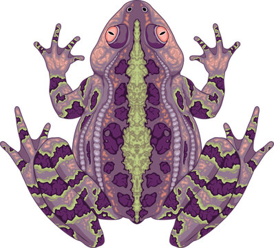 Toad top view, vector isolated animal.