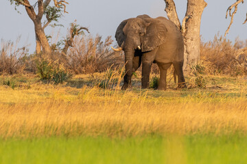 Fototapeta premium Telephoto shot of an African Elephant -Loxodonta Africana- grazing on the banks of the Okavango river, in the Okavango Delta, Botswana, around sunset.