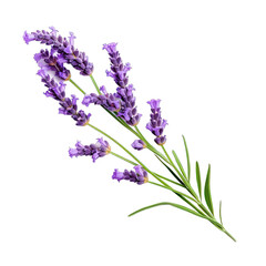 Lavender Flower