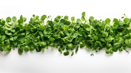 Obraz premium culinary masterpieces with a seamless arugula border. Isolated on white, this mockup template offers copy space for your text.