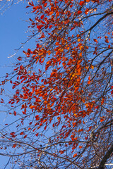 Bunt verf&auml;rbtes Herbstlaub an an einer Rotbuche , Deutschland