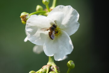 bee on a flower