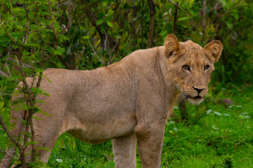 Beautiful wild lioness in her natural habitat in South Africa