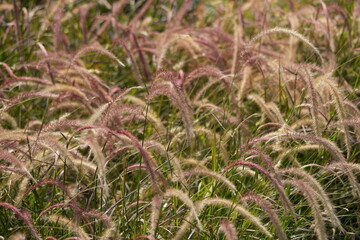 Fluffy lagurus ovatus bunny tail grass growing in flowerbed