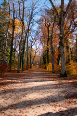 Fototapeta premium Paseo otoñal