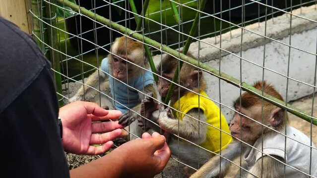 The monkey is in quarantine because it has a disease so that it can recover quickly