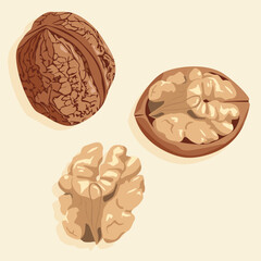 Walnuts, whole and half peeled. Walnut kernel and shell. Realistic vector image of a nut. Food icons.