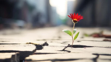Foto op Canvas A lonely red flower grows from a crack in the asphalt road. Neutral blurred background. Place for text. © photolas