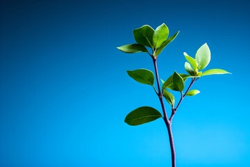 Vibrant Blue Sapling Growth, isolated, vibrant blue background, potential, nature