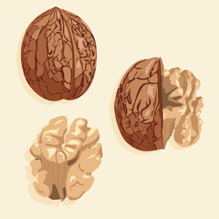 Walnut icons in several shapes. Walnut in shell and peeled. Realistic vector image of a nut. Nuts icons.