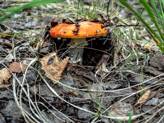 a bright red fly agaric in the forest among green grass