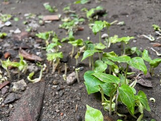 Young plant in the morning, nature, green