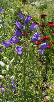 (Campanula medium) Blue-violet flowers of Canterbury bells, cup-shaped with benting lobed petals, short-stalked on erect hairy stems with basal lanceolate foliage, swaying lightly in the wind

