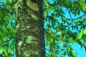 one Green parrot sitting in tree