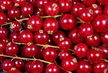 A close-up of many Ribes rubrum fruits at the market with chemical spray stains. Fruits with residues of chemical treatments