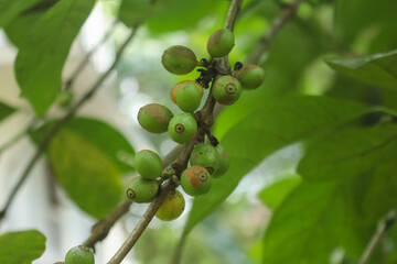 Coffee Tree Coffea Arabica Arabic Coffee Plant Kerala Coffee Plant