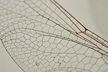 Details of a dragonfly wing on white background