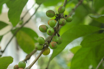 Coffee Tree Coffea Arabica Arabic Coffee Plant Kerala Coffee Plant