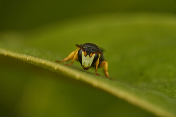 Small yellow and black wasp perched on a green leaf.