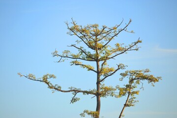 a cotton tree with green leaves under blue sky