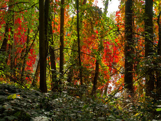 Herbstwald und Tännigsee im Tännig, einem Waldgebiet zwischen Grafenrheinfeld und Schwebheim, Landkreis Schweinfurt, Unterfranken, Franken, Bayern, Deutschland