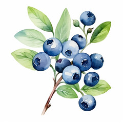 Branch of Blueberries with Leaves. Watercolour Illustration of Blueberry Isolated on White.